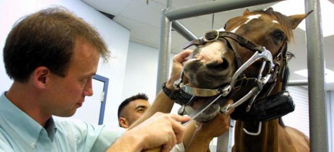 Профессия — ветеринар: проблемы и специфика получения ветеринарного образования в России